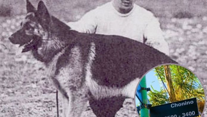 chonino1_large