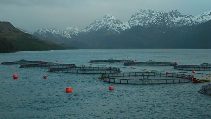 Tierra del Fuego modificó la ley que prohibía las salmoneras y flexibilizó su explotación
