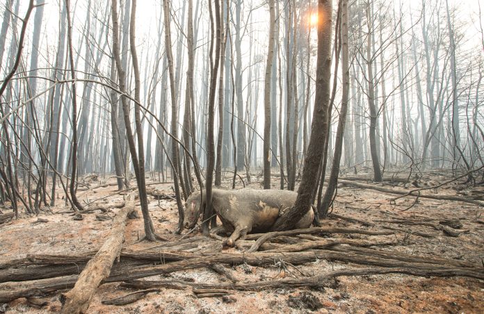 Incendios forestales: la UCR reclamó incorporar la figura de “ecocidio” en la reforma del Código Penal