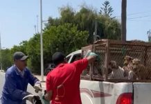 Denuncian que Marruecos inició una “masacre” de perros callejeros para “limpiar” las calles antes del Mundial 2030