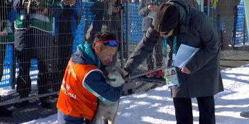 Inesperada escena en los Juegos Olímpicos de invierno: el momento en el que un perro lobo invadió la pista