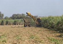 ¿Peligra la zafra 2026? Cañeros advierten por el impacto de las lluvias y el precio del azúcar Zafra