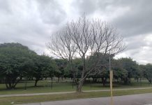 Tiempo en Tucumán: siguen las lluvias y anticipan calor intenso en los próximos días