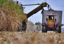 Fuerte proyección de molienda en Tucumán: estiman alcanzar 1,8 millones de toneladas de azúcar