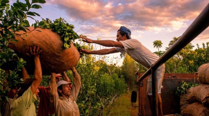Misiones exigió triplicar el precio de la yerba en medio de pujas entre ganadores y perdedores del modelo
