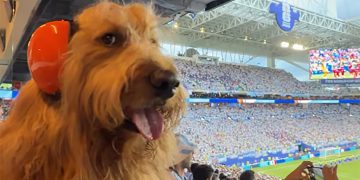 El perro influencer con auriculares protectores se robó las miradas en el partido entre Argentina y Cabo Verde