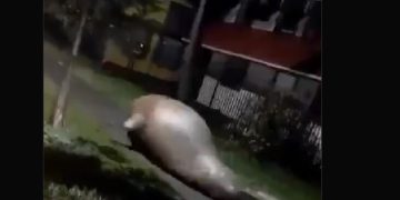 Los mejores memes del sufrido triunfo de Boca por penales frente a O’Higgins: Figal y Aranda, los elegidos