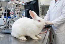 Impulsan un proyecto de ley para prohibir los testeos de cosméticos en animales