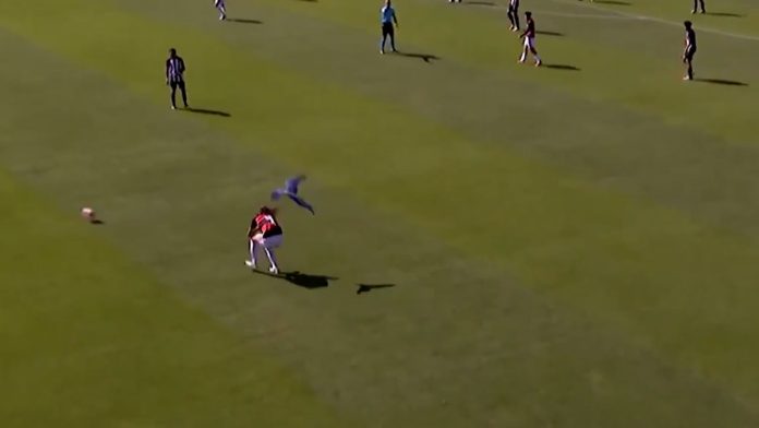 Insólito episodio en el fútbol de Brasil: un ave intentó atacar a un futbolista en pleno partido